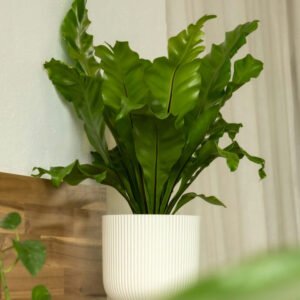 Karonda Fruit Plants