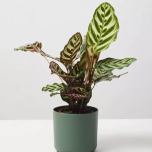 KG10 Jamun Grafted Plant