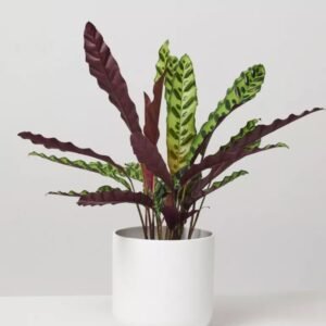 Image-product-#7.4-min